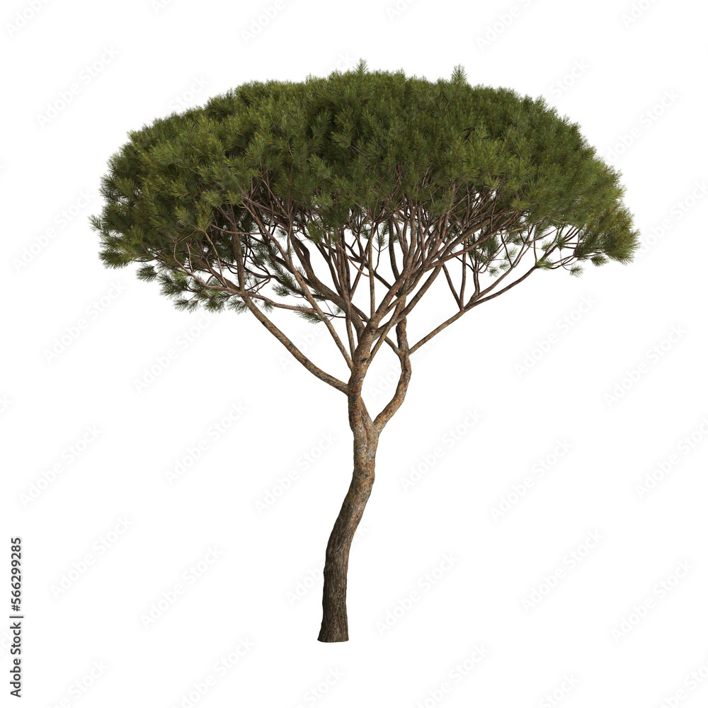 3d illustration of medium pinus pinea tree isolated on transparent ...