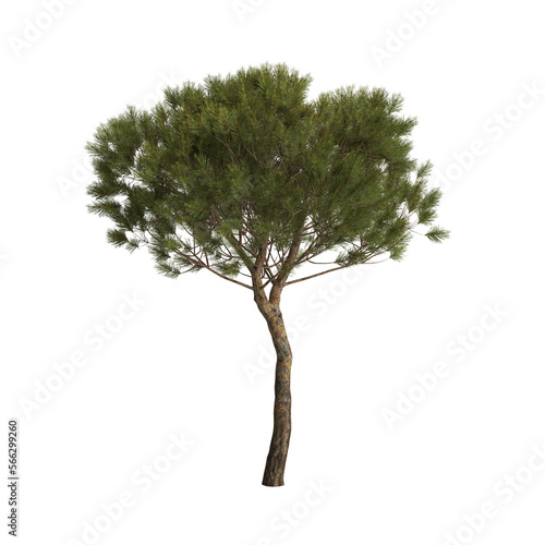 3d illustration of medium pinus pinea tree isolated on transparent background
 photo