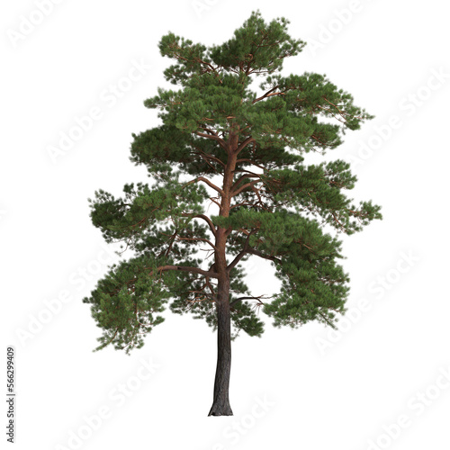 3d illustration of big pinus sylvestris tree isolated on transparent background
 photo