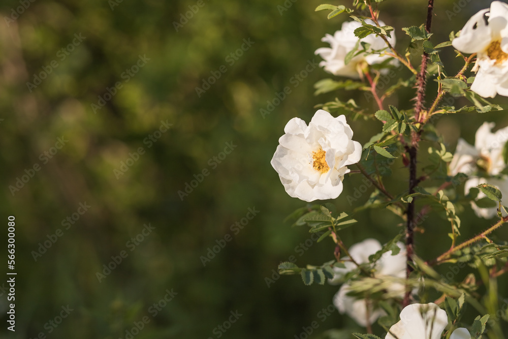 Obraz premium A white blossoming roses in the garden. Beautiful white rose bush growing on flower bed at sunny summer day.Floral background, romance fantasy. Fresh nature. copy space