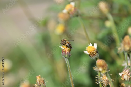apis mellifera bee sipping nectar from a dandelion flower