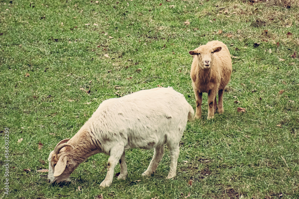 big sheep in the field