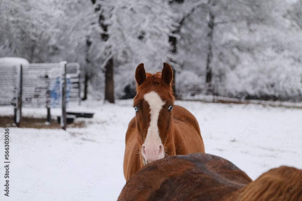 Brown horses in snow on Texas farm, sorrel gelding with blaze face and blue eye looking at camera closeup. Brown horses in snow on Texas farm, sorrel gelding with blaze face and blue eye looking at camera closeup.