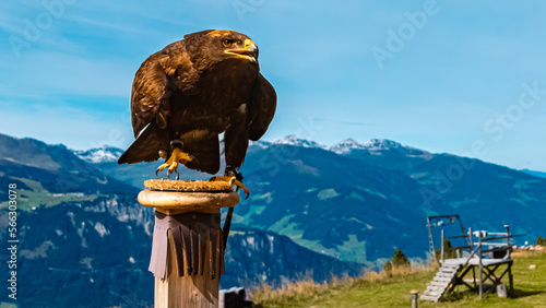 Steppe eagle, aquila nipalensis, on a sunny summer day in the mountains © Martin Erdniss