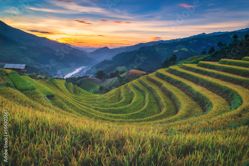 Rice fields on terraced with wooden pavilion at sunset in Mu Cang Chai, YenBai, Vietnam.