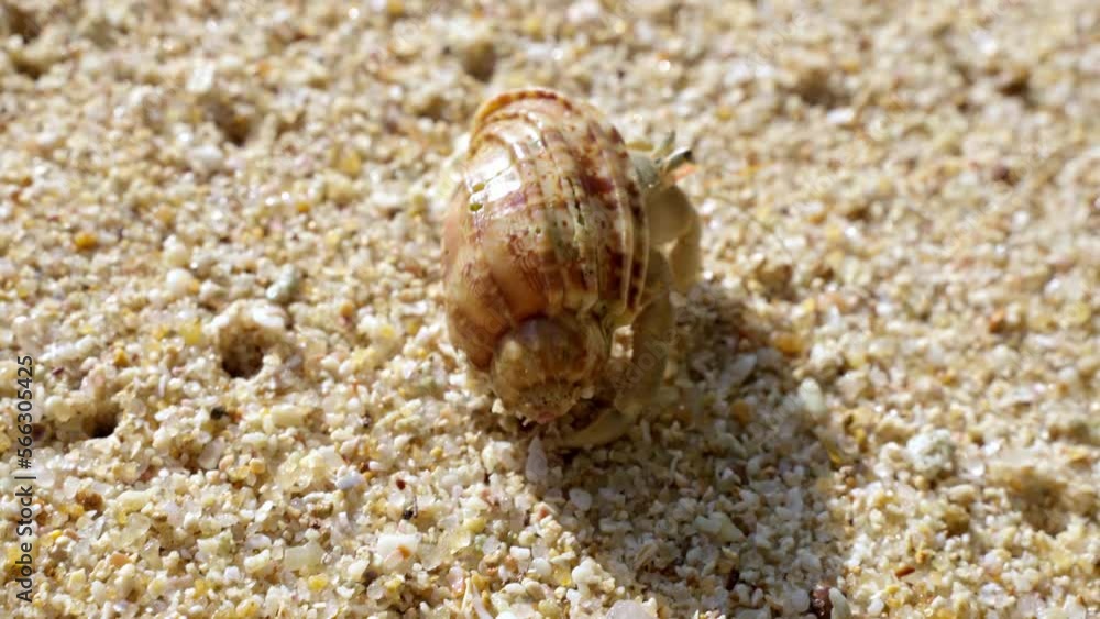 A small sea crab crawls on the sand. Coastal ocean shore on a sunny day. Fauna of the coastal strip of the Indian Ocean. Wild life in Sri Lanka A small sea crab crawls on the sand. Coastal ocean shore on a sunny day. Fauna of the coastal strip of the Indian Ocean. Wild life in Sri Lanka