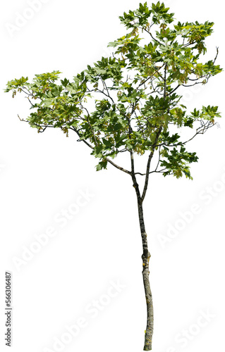 Freigestellter Baum