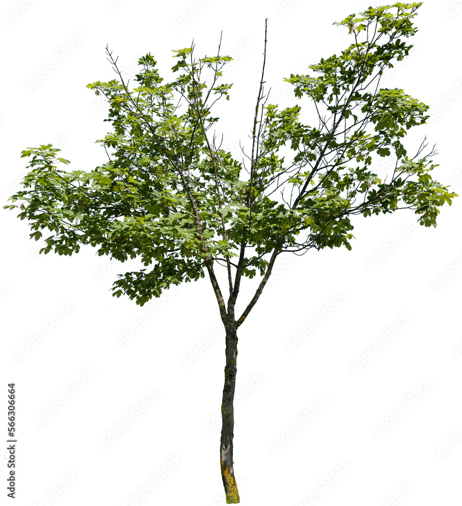 Freigestellter Baum