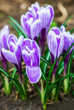 Purple crocus flowers in spring. Harvest collection season 