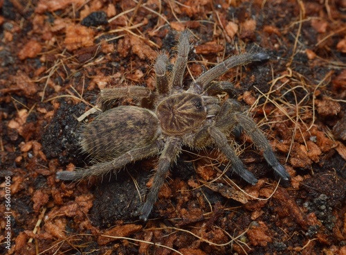 Idiothele mira spider from Africa