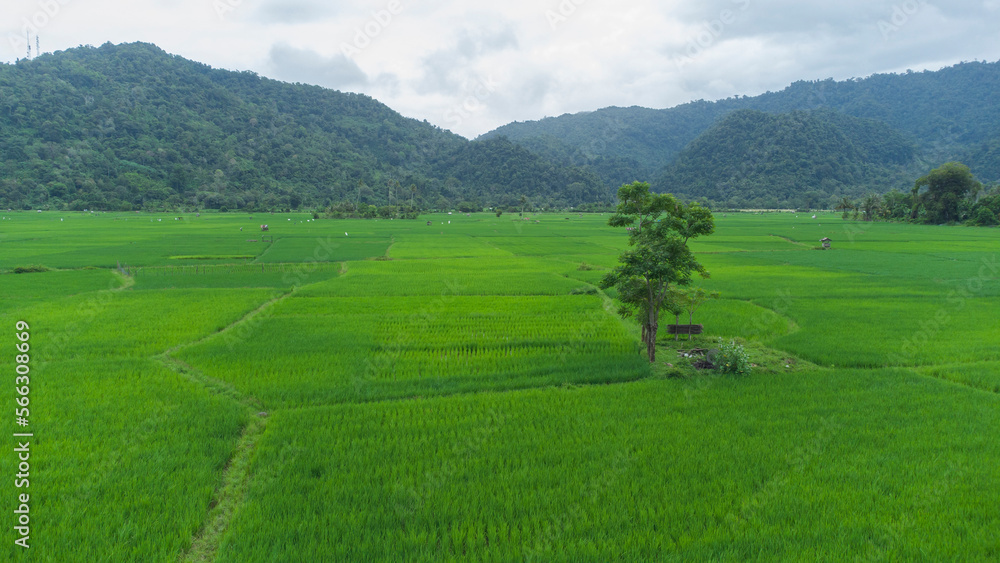 A high view of trees in the middle of rice fields