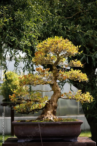 Obraz na płótnie drzewko bonsai