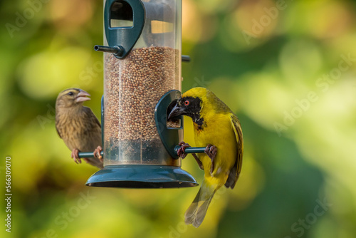 Male and female masked weaver eating at a feeder photo