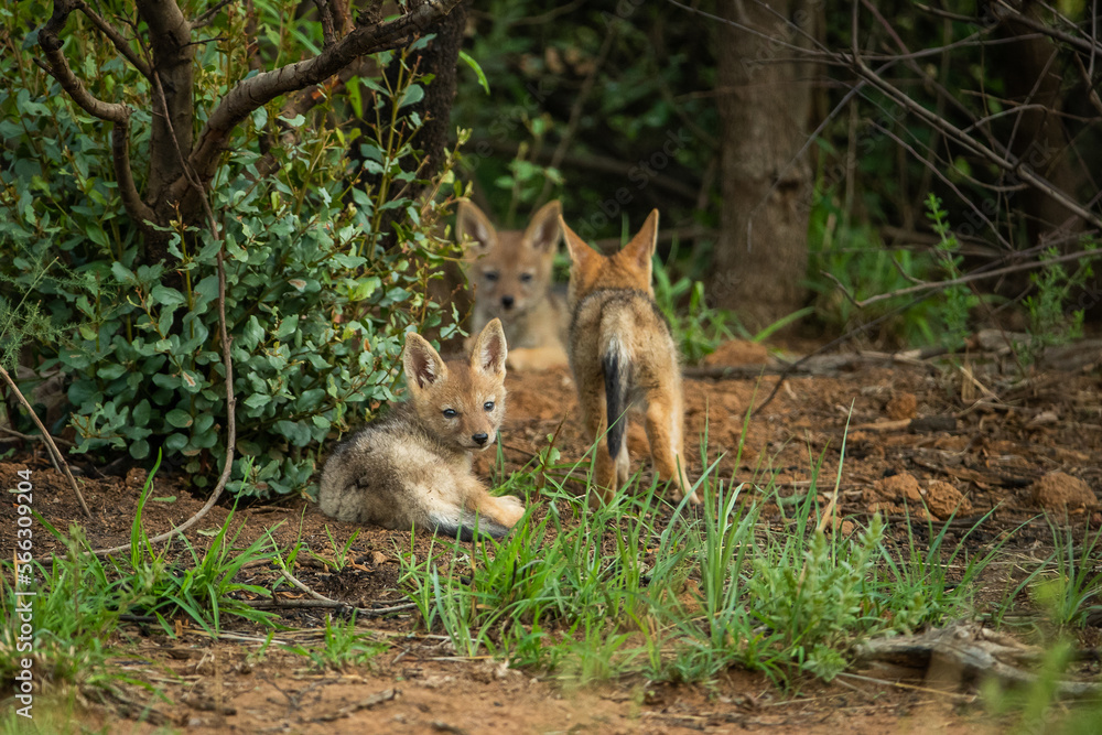 Black backed jackal cubs playing near their den Black backed jackal cubs playing near their den