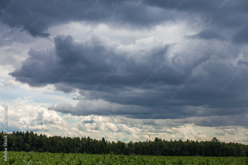 Obraz premium horizon storm clouds over cornfield