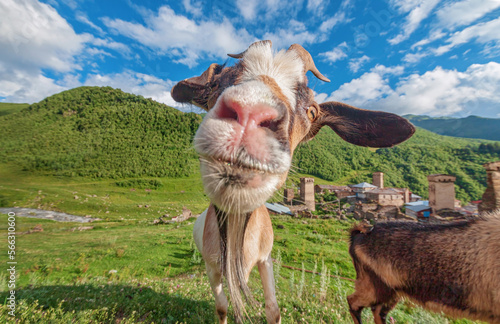 Mountain goat in a mountain village. Svaneti. Georgia. photo