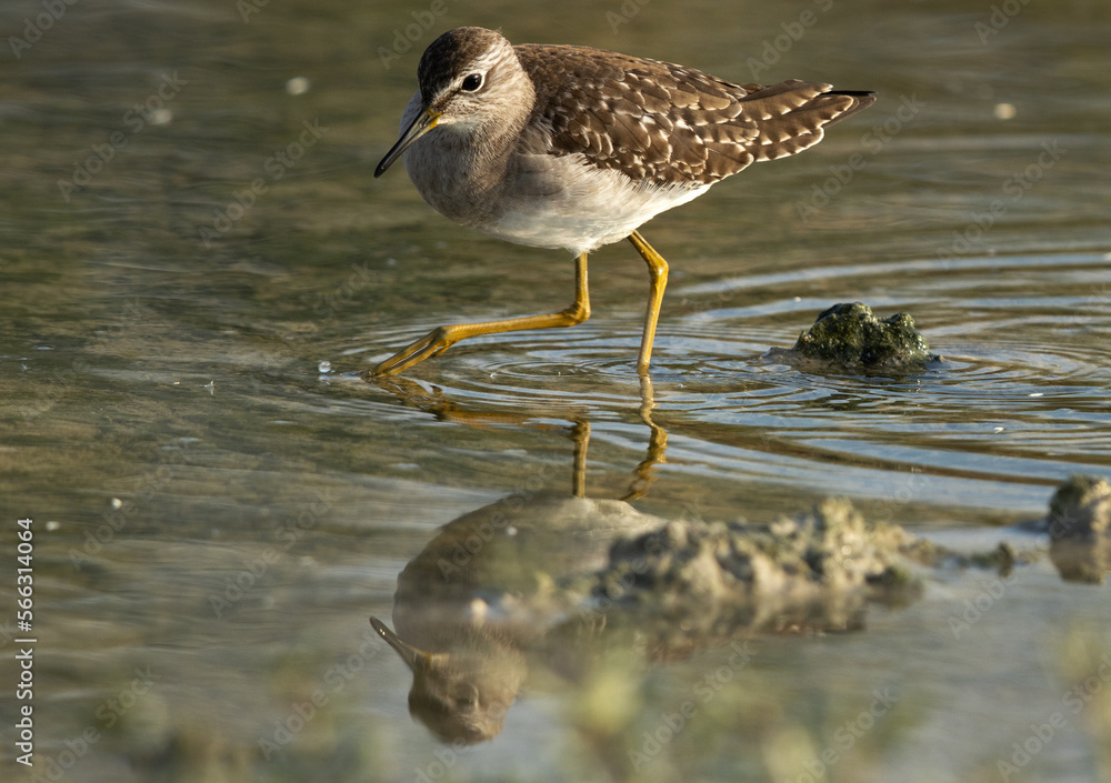 Wood Sandpiper and dramatic reflection at Asker marsh, Bahrain Wood Sandpiper and dramatic reflection at Asker marsh, Bahrain