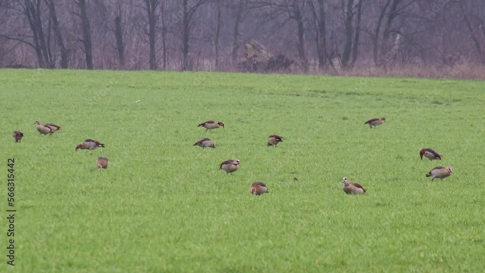 Flock of egyptian gooses on green meadow in winter searching for food and grazing green grass as migrant birds with migration background invading German agricultural fields and farming countryside Flock of egyptian gooses on green meadow in winter searching for food and grazing green grass as migrant birds with migration background invading German agricultural fields and farming countryside