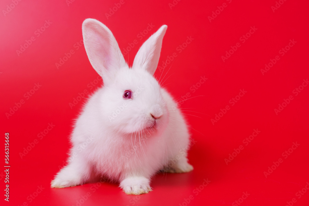 Beautiful white Netherland Dwarf bunny portrait on red background with copyspace. Easter Bunny portrait on festive red background. Beautiful white Netherland Dwarf bunny portrait on red background with copyspace. Easter Bunny portrait on festive red background.