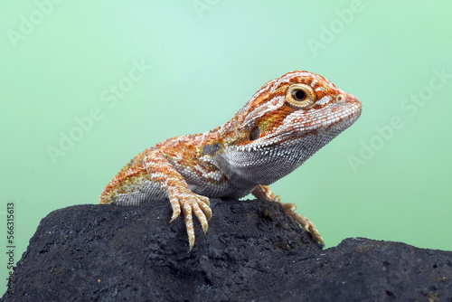 Baby bearded dragon on a rock