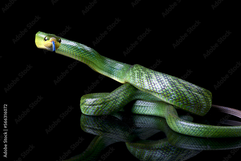The arboreal rat snake on a black background
The arboreal rat snake on a black background