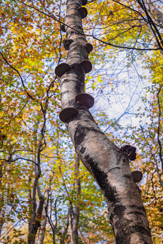 Fototapeta Naklejka Na Ścianę i Meble -  Grzyby na drzewie, hubiak pospolity