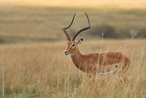 Portrait of a Impala at Masai Mara, Kenya photo