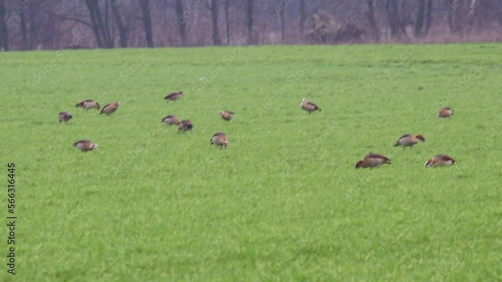 Flock of egyptian gooses on green meadow in winter searching for food and grazing green grass as migrant birds with migration background invading German agricultural fields and farming countryside Flock of egyptian gooses on green meadow in winter searching for food and grazing green grass as migrant birds with migration background invading German agricultural fields and farming countryside