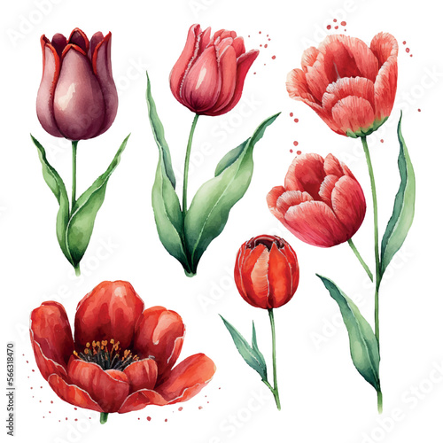 Illustration of watercolor hand drawn set of colorful red tulips isolated on white background. Spring flowers. Card for Mothers day, 8 March, wedding.