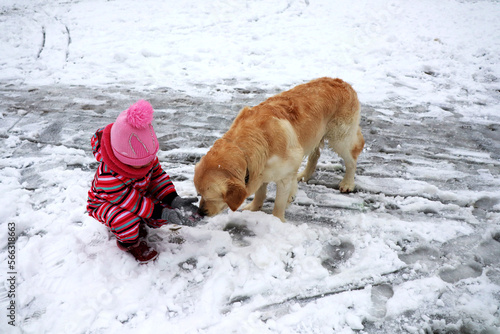 child feeding a golden retriever dog with snow photo