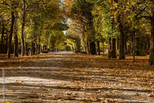 A romantic parkway with colourful trees, an autumn background