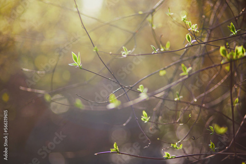 Tree branch with green leaves on it on a spring day © Ekaterina Pokrovsky