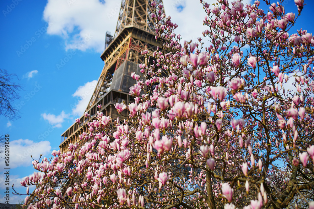 Magnolia in full bloom and Eiffel tower over the blue sky