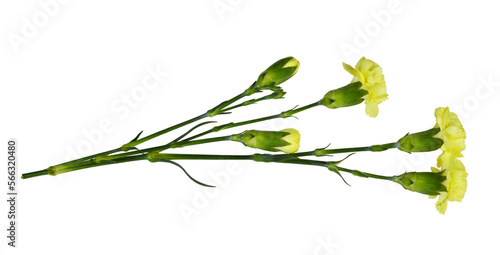 Twig of yellow carnation flowers with green buds and leaves isolated on white or transparent background