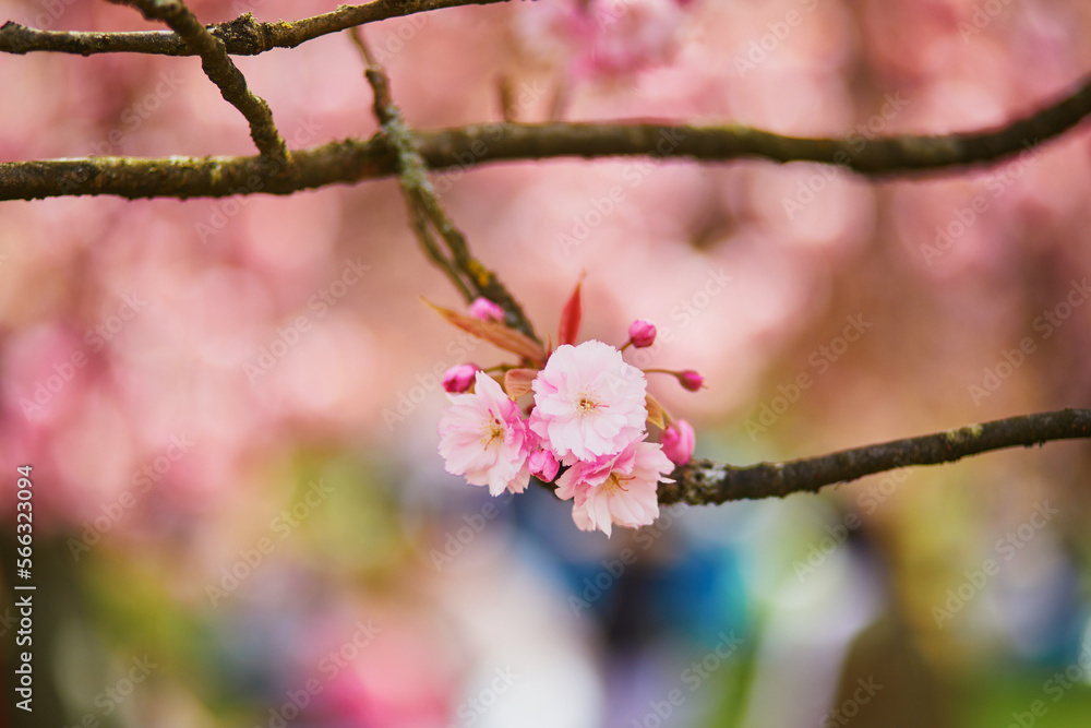 Branch of cherry blossom tree with pink flowers on a sunny spring day Branch of cherry blossom tree with pink flowers on a sunny spring day