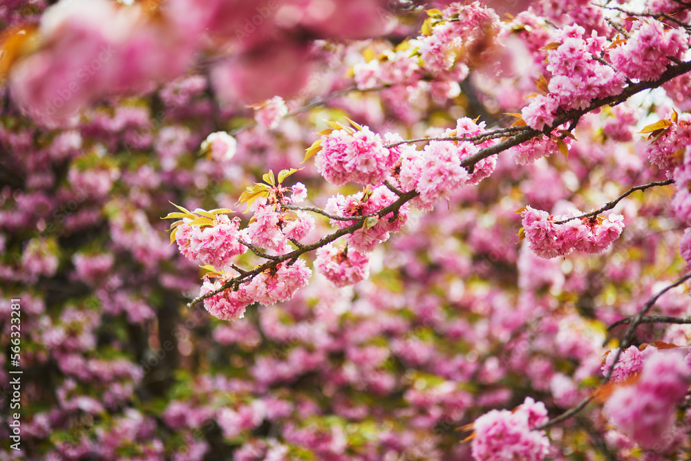 Branch of cherry blossom tree with pink flowers on a sunny spring day Branch of cherry blossom tree with pink flowers on a sunny spring day