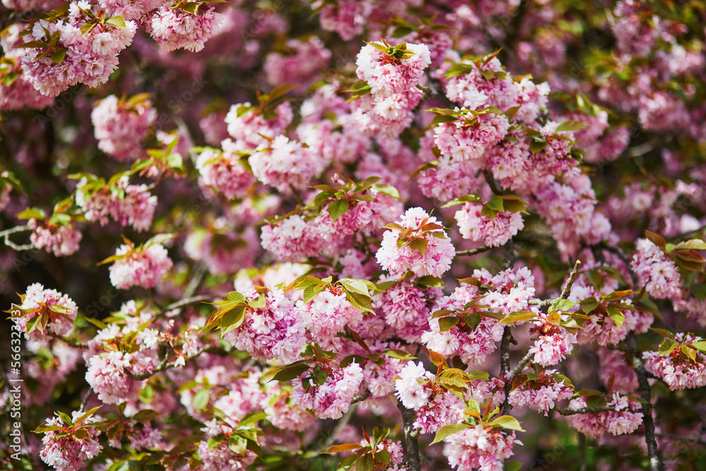 Branch of cherry blossom tree with pink flowers on a sunny spring day Branch of cherry blossom tree with pink flowers on a sunny spring day