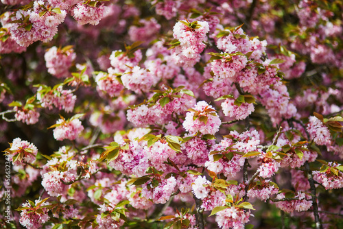Branch of cherry blossom tree with pink flowers on a sunny spring day © Ekaterina Pokrovsky