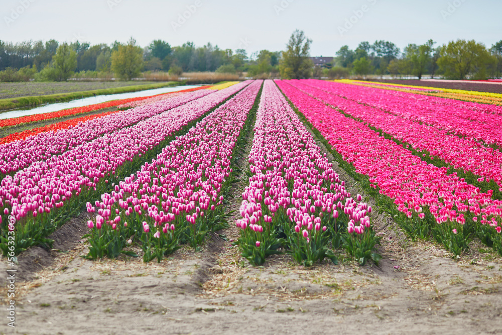 Scenic view of blooming tulip fields in Zuid-Holland, Netherlands