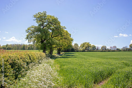 Summertime fields and hedgerows in the UK.