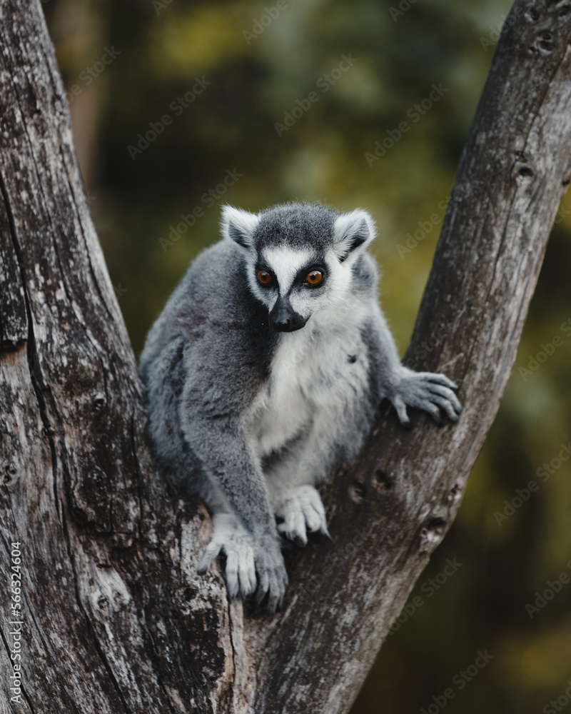 Lemur on a tree Lemur on a tree