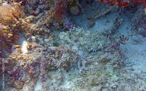 underwater image of an Scorpionfish camouflaged on the bottom of the reef