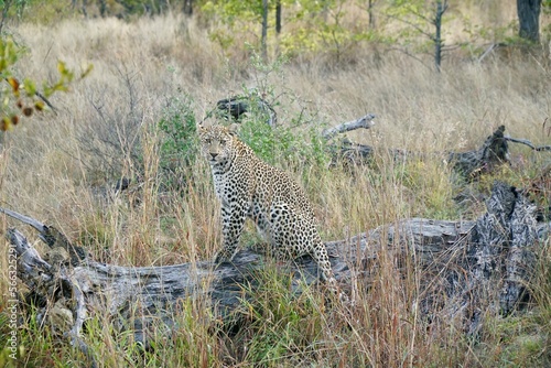 Leopard in the wild hunting photo