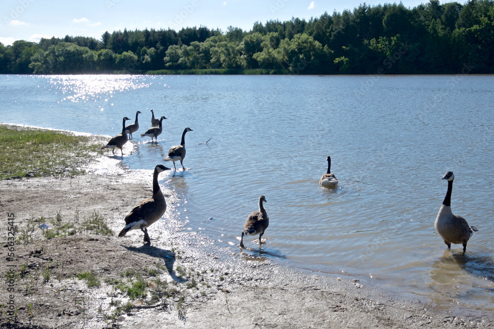 Fototapeta premium Canadian Geese resting on the shoreline