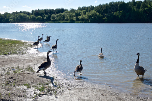 Canadian Geese resting on the shoreline