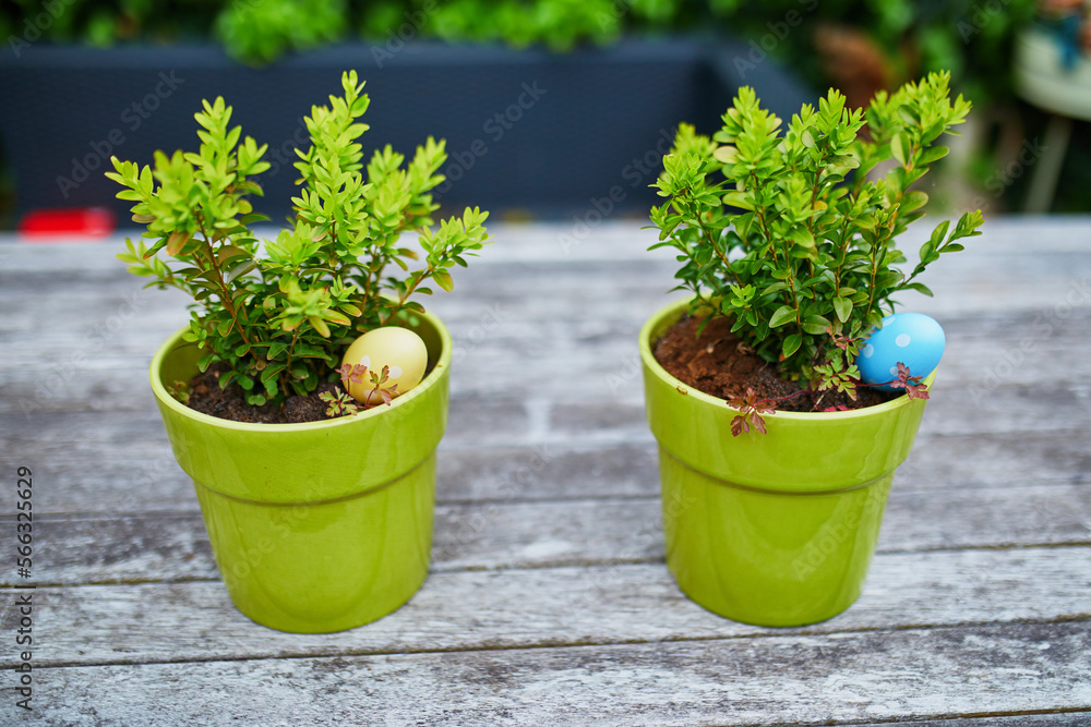 Colored Easter eggs hidden in flower pots for the Easter tradition of egg hunt
