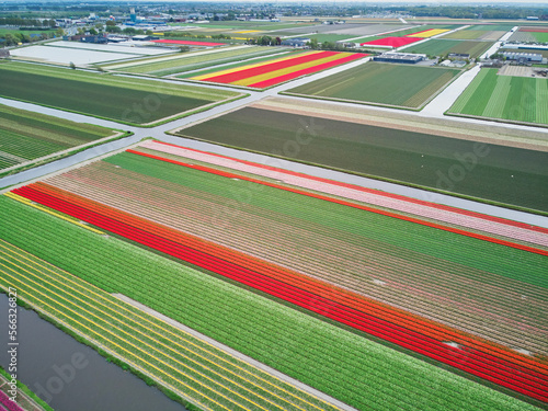 Aerial drone view of blooming tulip fields in Netherlands