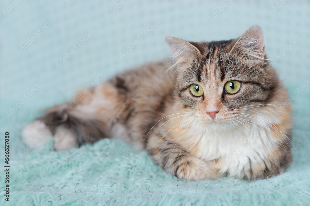Cat rests on a turquoise blanket. Pets. Cute Cat  looking at the camera. Beautiful Kitten rests. Cat close-up. Kitten with big green eyes. Pet. Without people. Copy space. Animal background. 