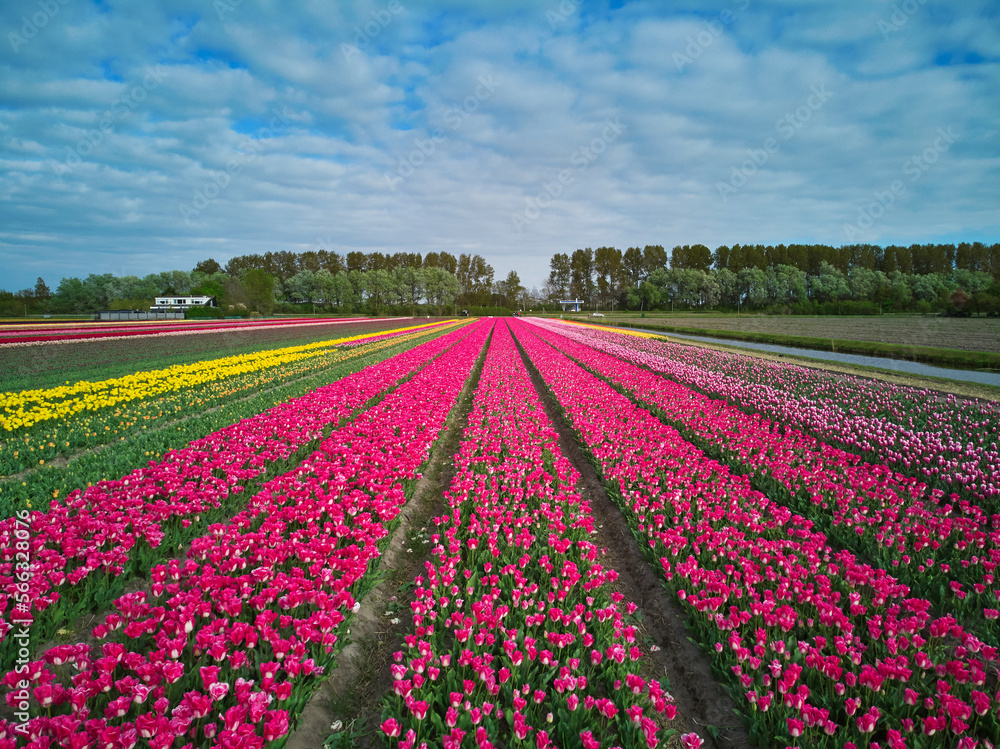 Aerial drone view of blooming tulip fields in Netherlands