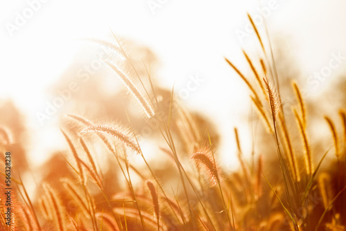 Meadow field at sunset. Beautiful natural scene and shining a sunlight. A golden of plant concept